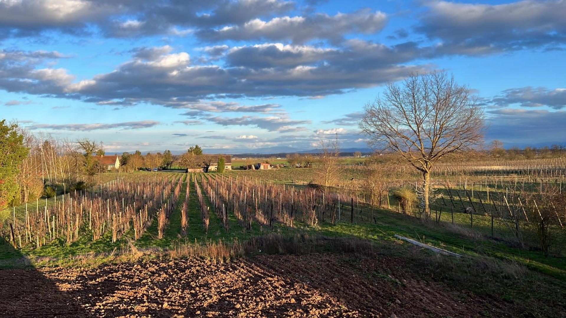 Oasis Tout Confort A Bergheim, Alsace Exterior photo